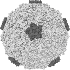 Illustration for article titled The Truth About Why Microbes Make You Sick